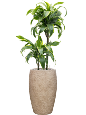 Dracaena fragrans 'Dorado' en Coast Mountains