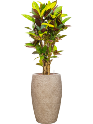 Croton variegatum 'Mrs. Iceton' en Coast Mountains