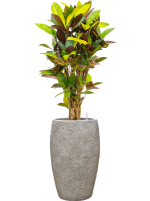 Croton variegatum 'Mrs. Iceton' en Coast Mountains