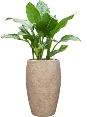 Aglaonema 'Chantal' en Coast Mountains