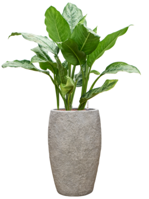 Aglaonema 'Chantal' en Coast Mountains