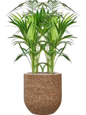 Kentia (Howea) forsteriana en Baq Naturescast