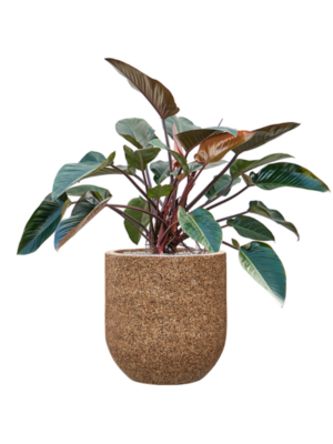 Philodendron 'Red Beauty' en Baq Naturescast