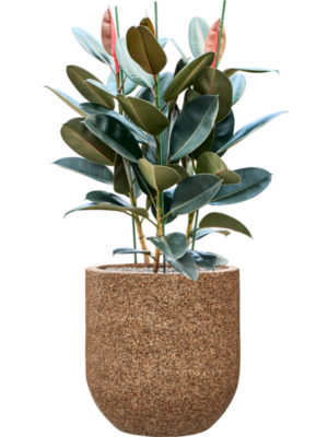 Ficus elastica 'Abidjan' en Baq Naturescast