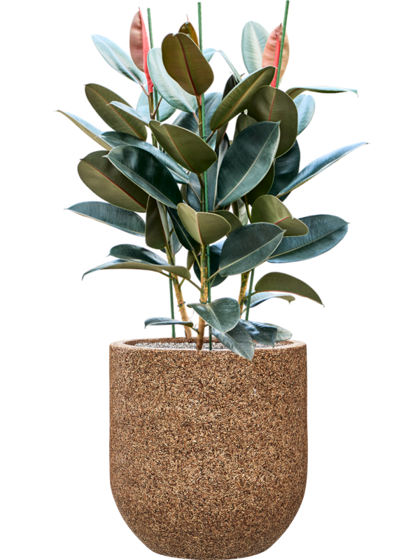 Ficus elastica 'Abidjan' en Baq Naturescast