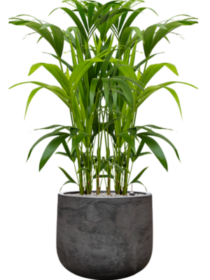 Kentia (Howea) forsteriana en Baq Algar