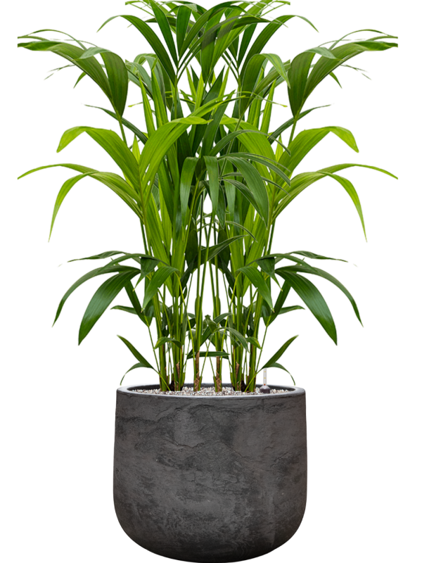 Kentia (Howea) forsteriana en Baq Algar