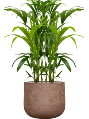 Kentia (Howea) forsteriana en Baq Algar