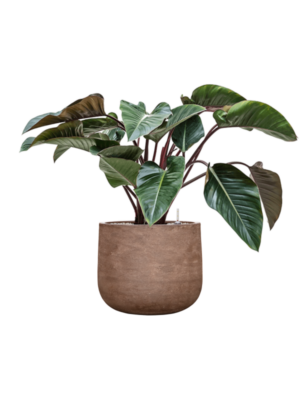 Philodendron 'Red Beauty' en Baq Algar