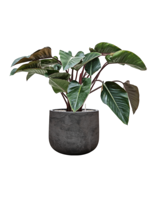 Philodendron 'Red Beauty' en Baq Algar