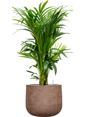 Kentia (Howea) forsteriana en Baq Algar