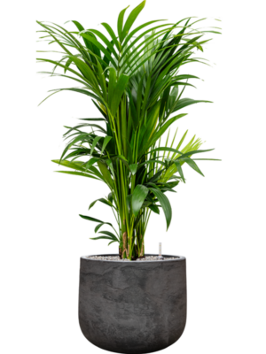 Kentia (Howea) forsteriana en Baq Algar