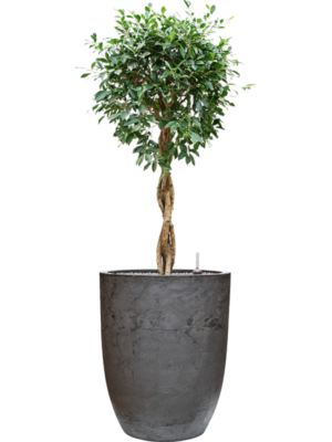 Ficus microcarpa 'Nitida' en Baq Algar