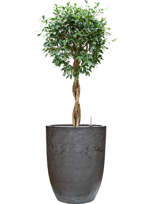 Ficus microcarpa 'Nitida' en Baq Algar