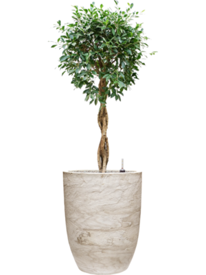 Ficus microcarpa 'Nitida' en Baq Algar