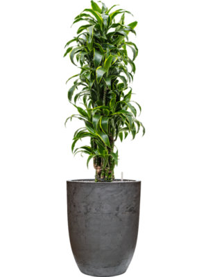 Dracaena fragrans 'Dorado' en Baq Algar