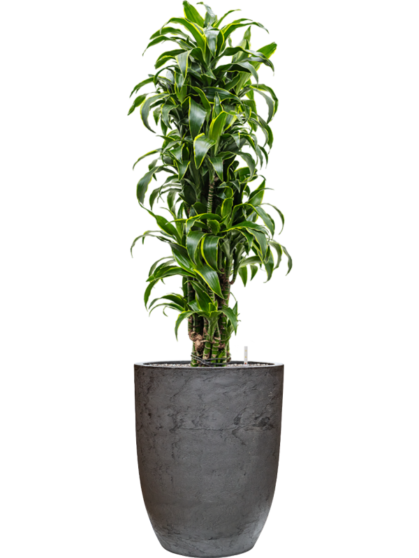Dracaena fragrans 'Dorado' en Baq Algar