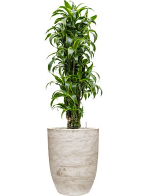 Dracaena fragrans 'Dorado' en Baq Algar