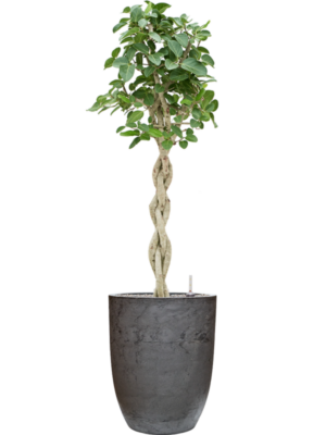 Ficus benghalensis 'Audrey' en Baq Algar