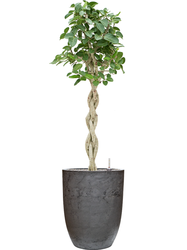 Ficus benghalensis 'Audrey' en Baq Algar