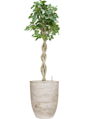 Ficus benghalensis 'Audrey' en Baq Algar