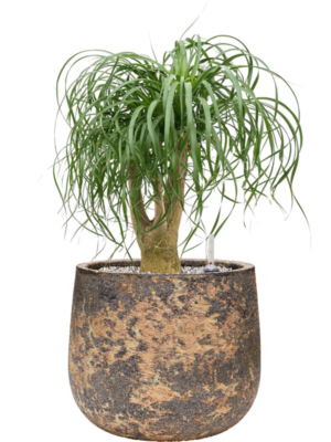 Beaucarnea recurvata en Baq Atlas