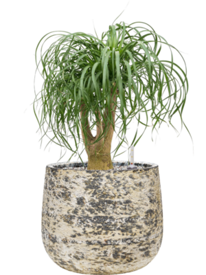 Beaucarnea recurvata en Baq Atlas