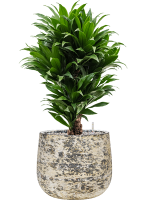 Dracaena fragrans 'Compacta' en Baq Atlas