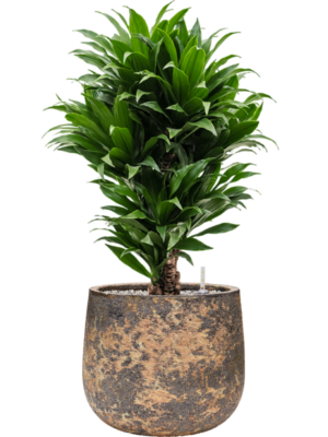 Dracaena fragrans 'Compacta' en Baq Atlas