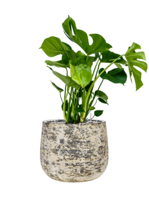 Monstera deliciosa en Baq Atlas