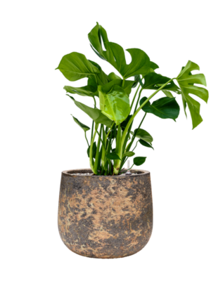 Monstera deliciosa en Baq Atlas