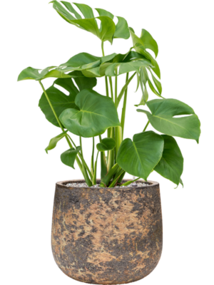 Monstera deliciosa en Baq Atlas