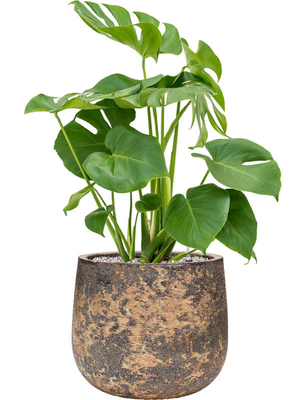 Monstera deliciosa en Baq Atlas