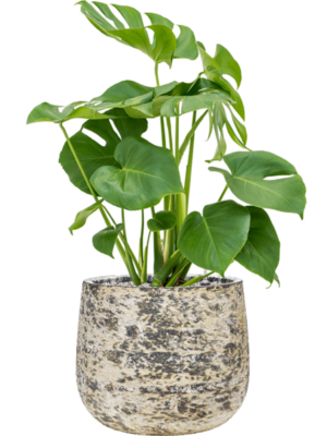 Monstera deliciosa en Baq Atlas