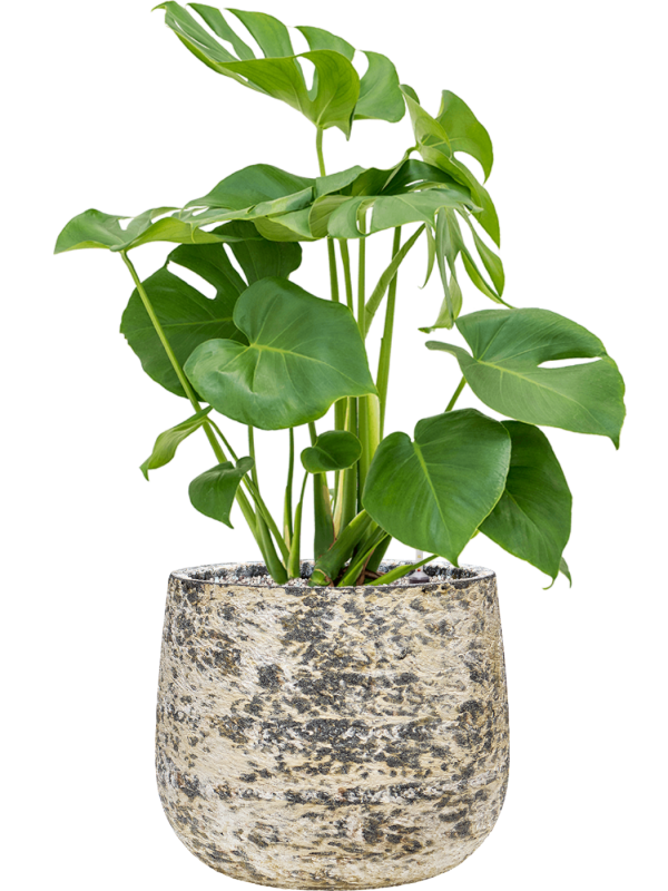 Monstera deliciosa en Baq Atlas