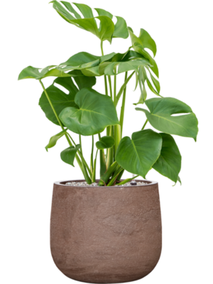 Monstera deliciosa en Baq Algar