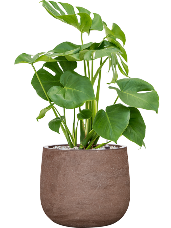 Monstera deliciosa en Baq Algar