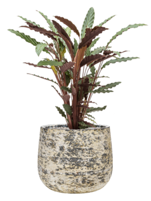 Calathea rufibarba 'Wavestar' en Baq Atlas