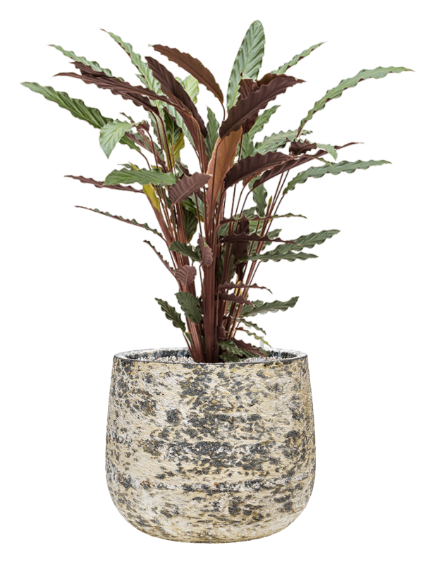 Calathea rufibarba 'Wavestar' en Baq Atlas