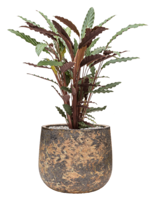 Calathea rufibarba 'Wavestar' en Baq Atlas