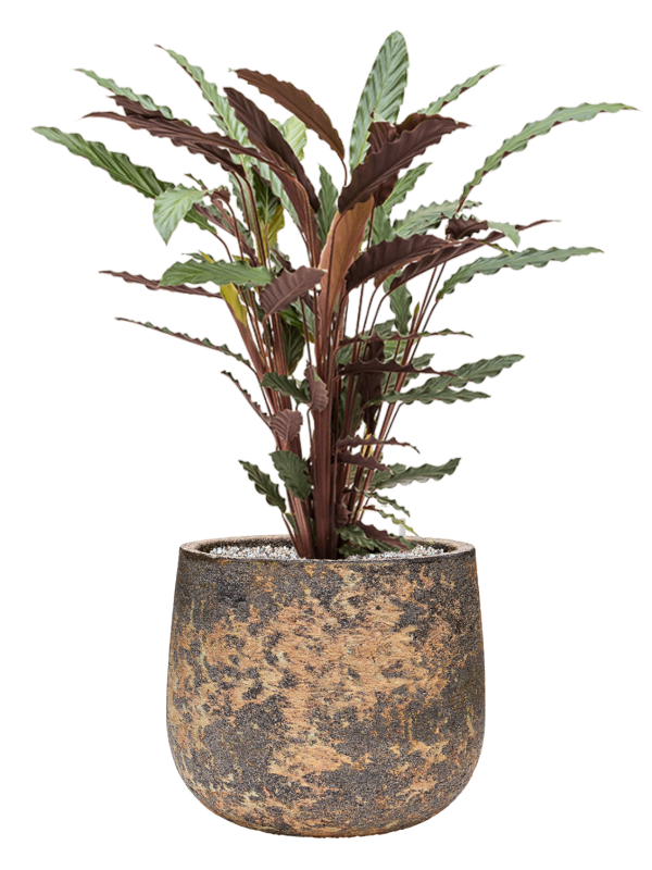 Calathea rufibarba 'Wavestar' en Baq Atlas