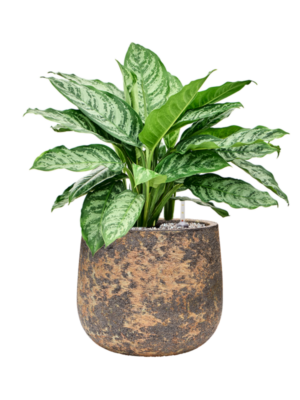 Aglaonema 'Chantal' en Baq Atlas