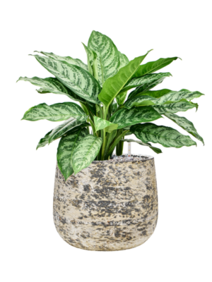 Aglaonema 'Chantal' en Baq Atlas