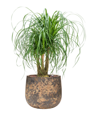 Beaucarnea recurvata en Baq Atlas