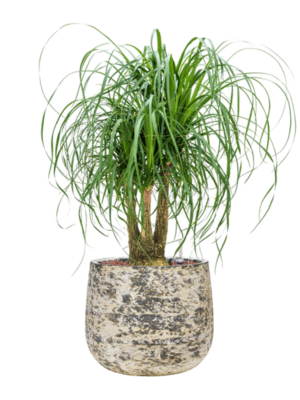 Beaucarnea recurvata en Baq Atlas