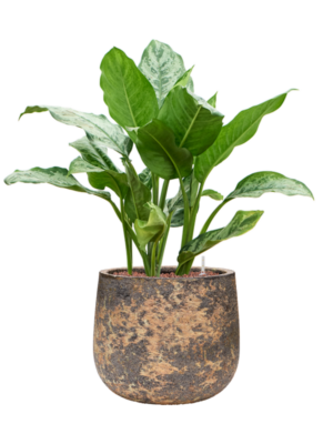 Aglaonema 'Chantal' en Baq Atlas