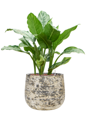 Aglaonema 'Chantal' en Baq Atlas