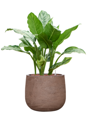 Aglaonema 'Chantal' en Baq Algar