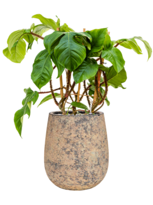 Philodendron squamiferum en Baq Atlas