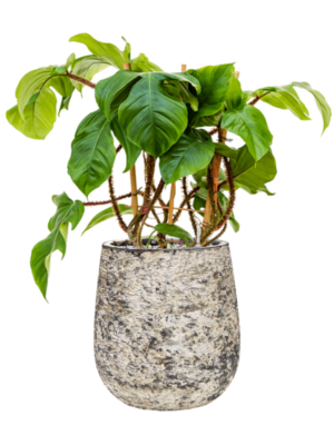 Philodendron squamiferum en Baq Atlas